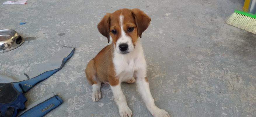 Η Λευκή ζήτησε βοήθεια από τον Ομιλό μας, βρέθηκε από τον Φώτη σε άσχημη κατάσταση. Η αγκαλιά μας είναι δεδομένη.