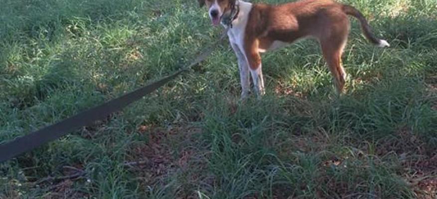 Ηλέκτρα δύο χρονών